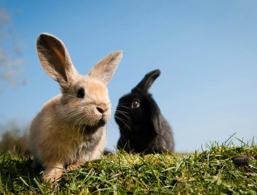 case study hare rodent mammal animal rabbit bunny