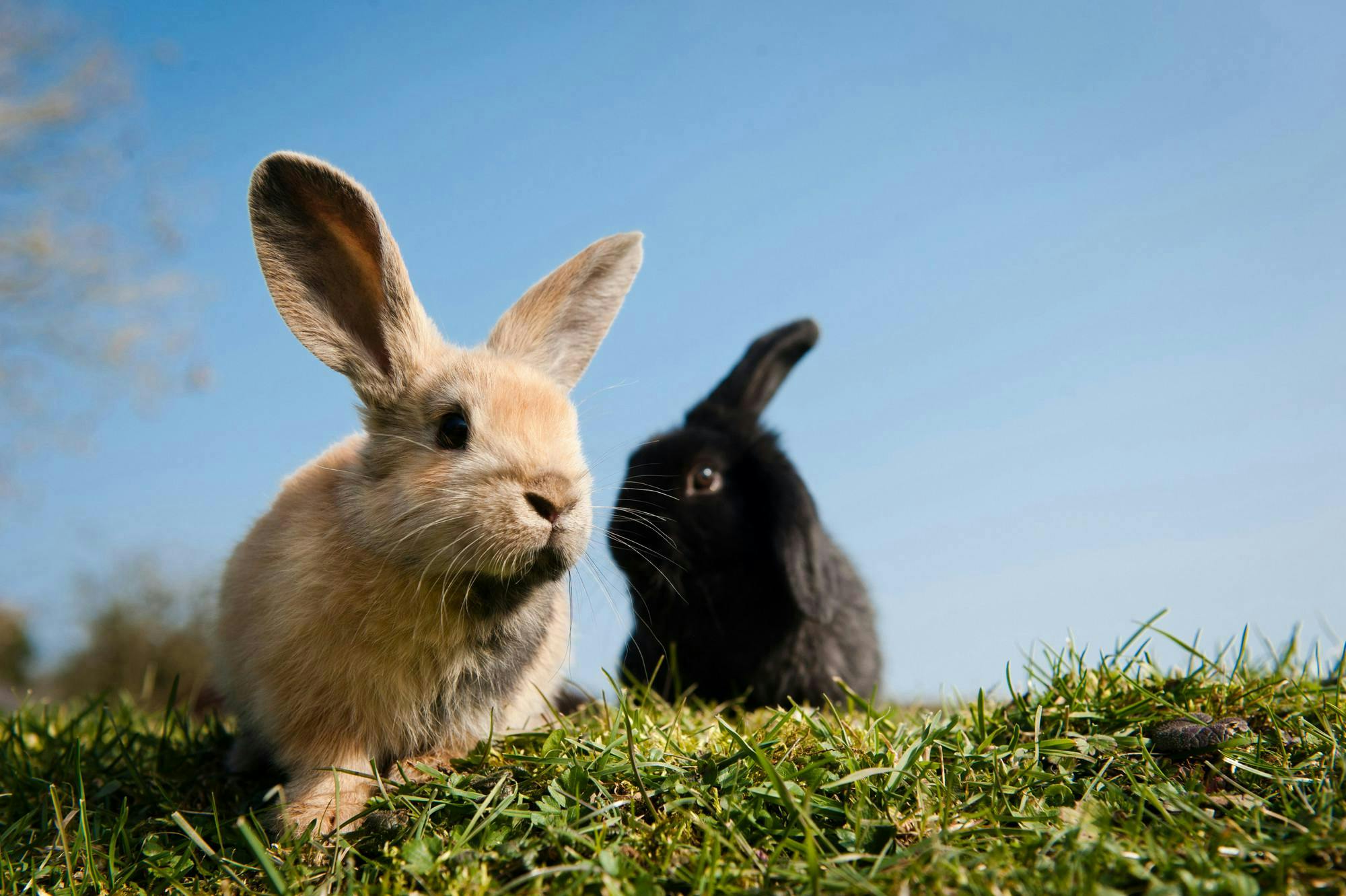 case study hare rodent mammal animal rabbit bunny