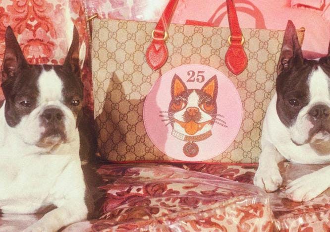 dog canine pet animal mammal bulldog handbag accessories bag accessory