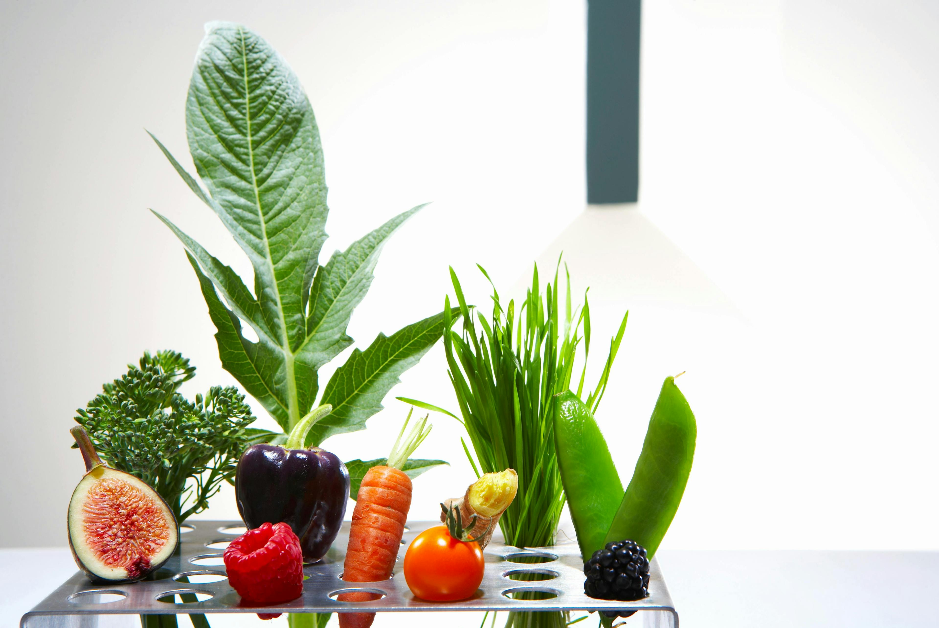 easy retouch,colour image,photography,nobody,horizontal,studio s plant food
