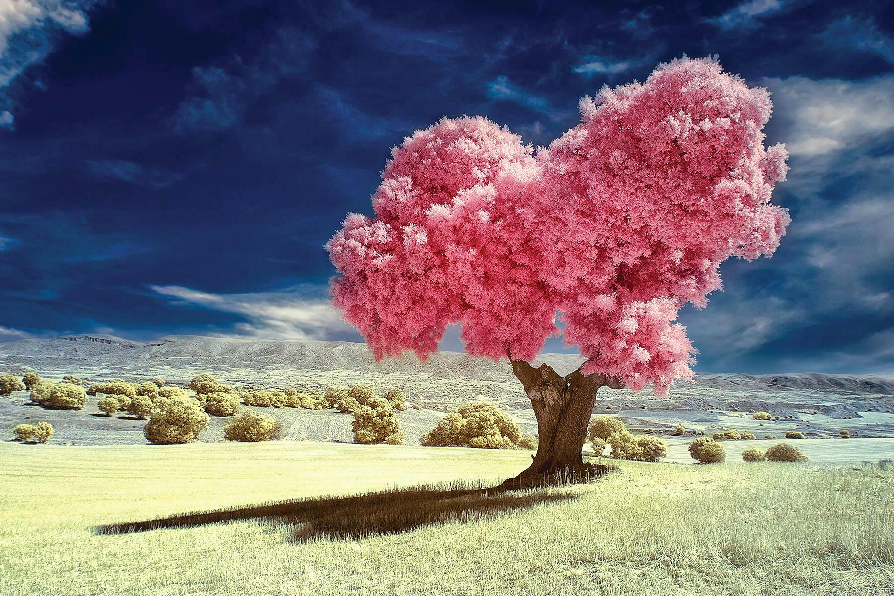 "beauty in nature day landscape nature no people non-urban scene outdoors remote cloud sky solitude tranquil scene tranquility tree pink cuenca spain" plant flower blossom