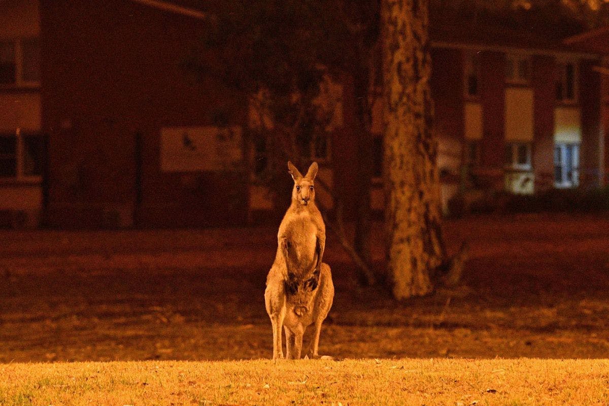 kangaroo wallaby animal mammal