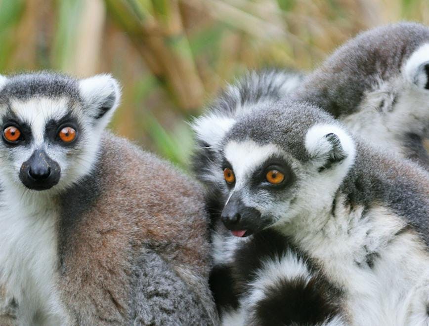 lemur wildlife mammal animal dog canine pet