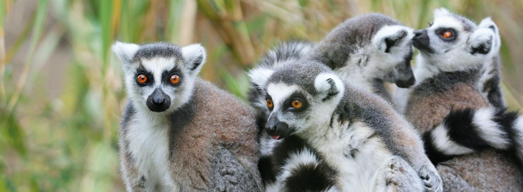 lemur wildlife mammal animal dog canine pet