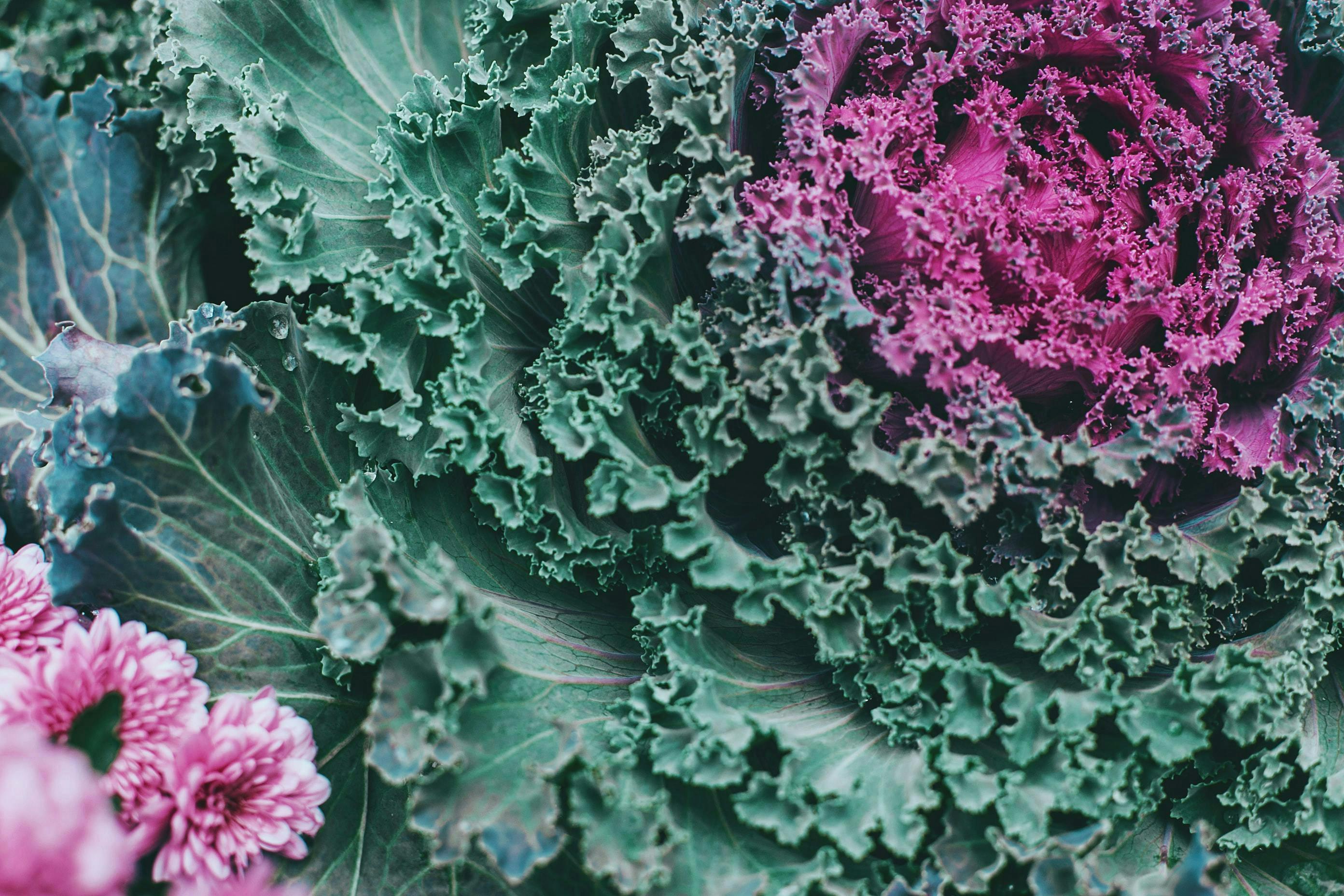 kale plant vegetable food cabbage