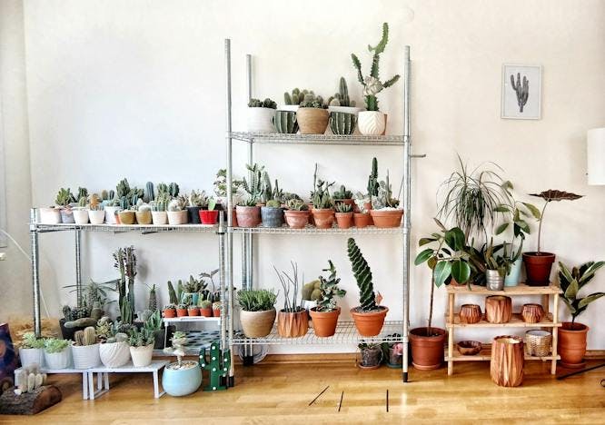 shelf plant