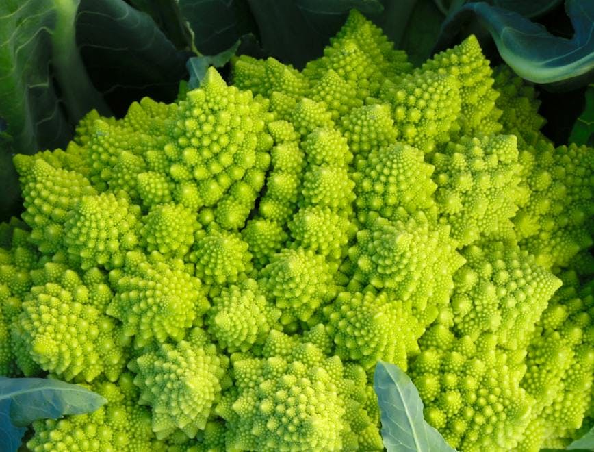 plant vegetable food cauliflower broccoli