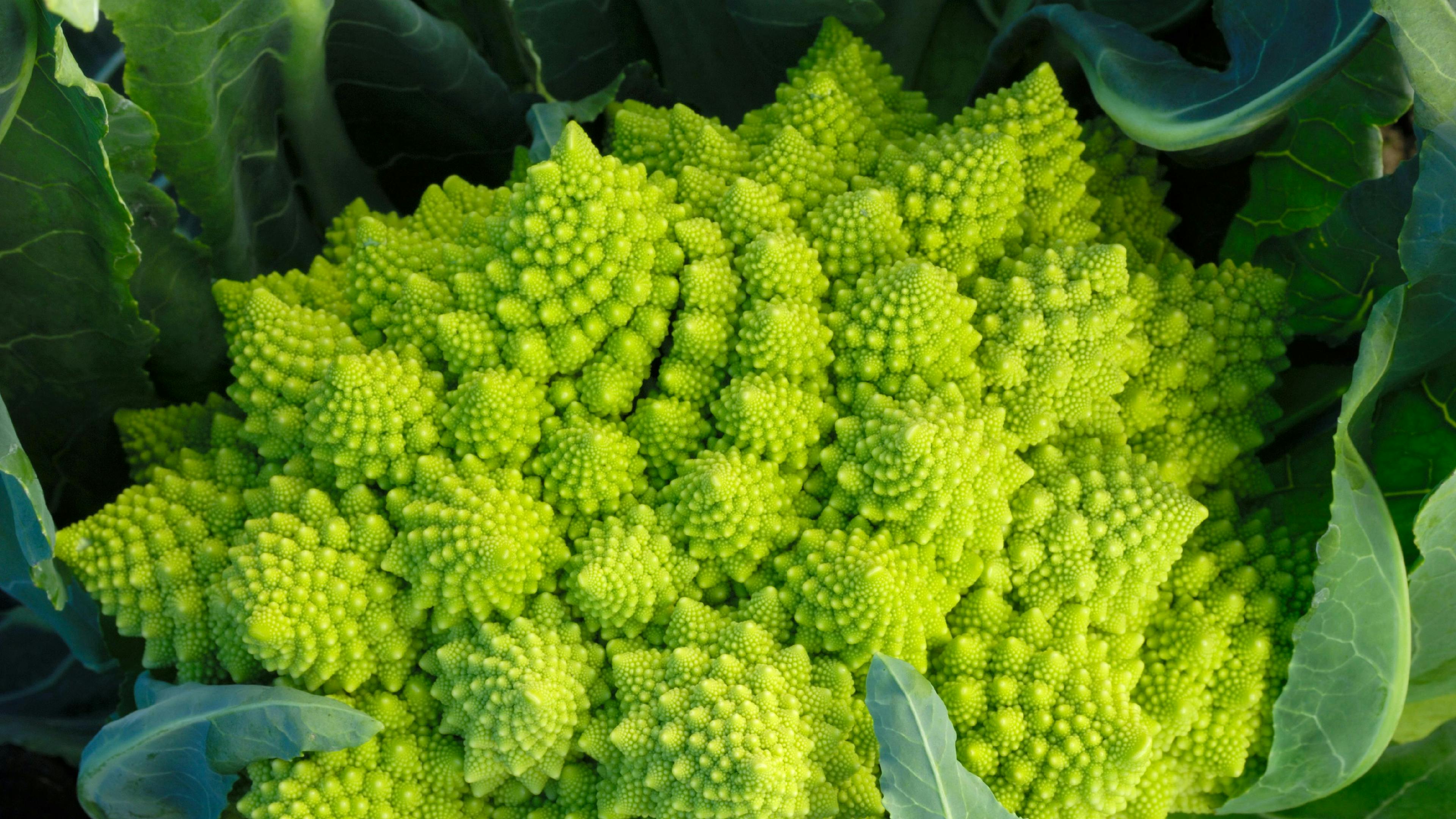 plant vegetable food cauliflower broccoli
