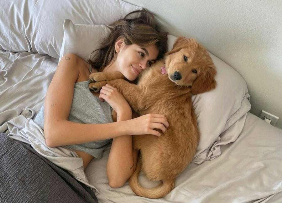 blanket animal canine dog mammal pet person romantic face head